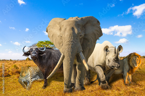 African Big Five: Leopard, Elephant, Black Rhino, Buffalo and Lion in savannah landscape. Africa safari scene with wild animals. Copy space with blue sky. Wildlife background. © bennymarty