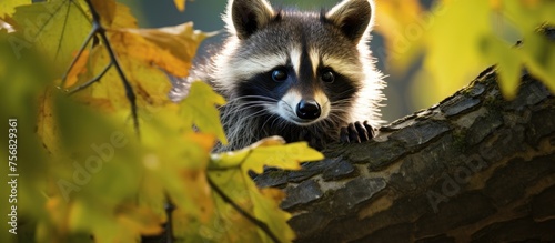 A carnivorous organism, the raccoon, with fur and a ringed tail, sits on a tree branch in the wilderness. Its snout points towards the camera in the jungle environment