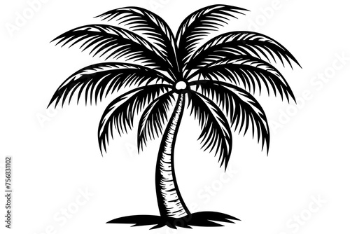 Illustration of a palm tree