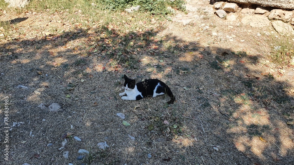 Fototapeta premium Kot ukryty w cieniu drzewa 