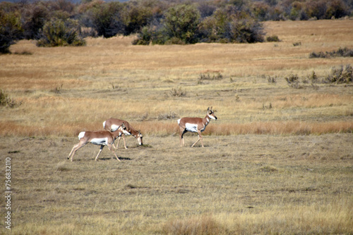 Pronghorn in the Fields of Northern Colorado