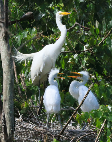 Unruly Egret Chicks