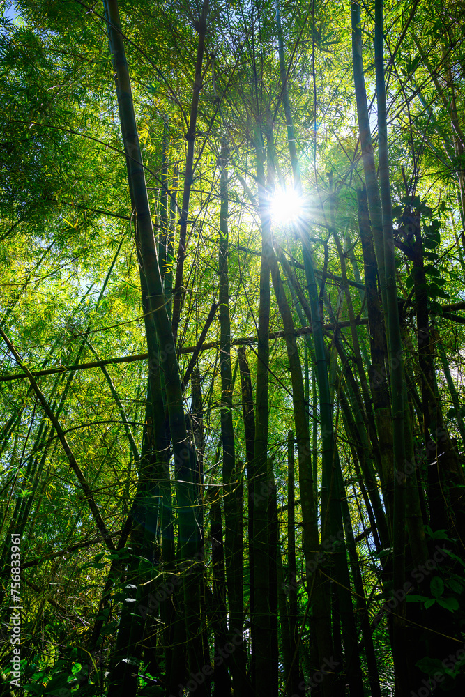 Bamboo Forest and the Sun rising behind woodland in El Yunque National Forest Tropical Park in Rio Grande, Puerto Rico, USA Bamboo Forest and the Sun rising behind woodland in El Yunque National Forest Tropical Park in Rio Grande, Puerto Rico, USA