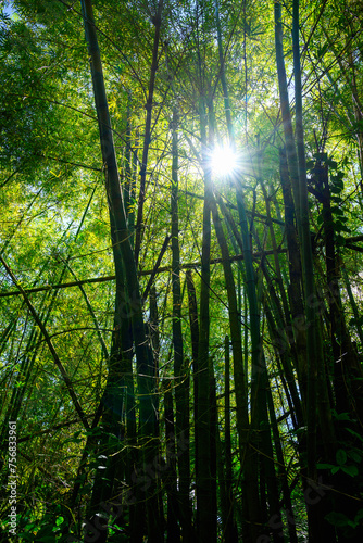 Bamboo Forest and the Sun rising behind woodland in El Yunque National Forest Tropical Park in Rio Grande, Puerto Rico, USA