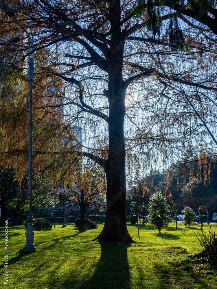 Fototapeta premium Photo of a large tree against the sun. Park in the sun. Tree trunk.