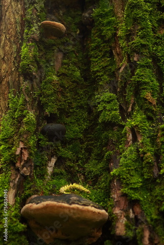 Closeup of a mushrooms, growing on a tree trunk, covered in moss.