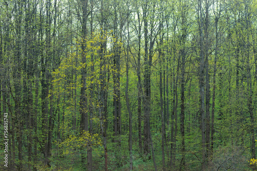 Grove of young trees in early spring. Fresh young leaves.