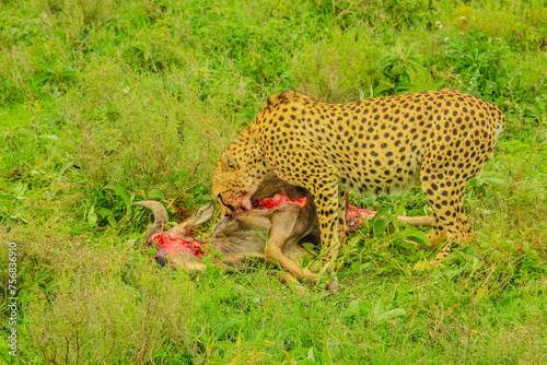 Cheetah eats GnuCheetah male eats a young Gnu or Wildebeest in green grass vegetation. Ndutu Area of Ngorongoro Conservation Area, Tanzania, Africa.
