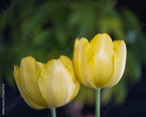 yellow tulip flower