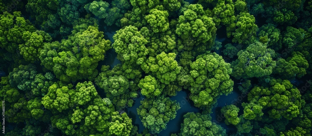 Gambia Mangroves, Senegal, Africa. aerial view drone tell a story of ecological richness and biodiversity in coastal protection, carbon storage, and providing habitats for countless species