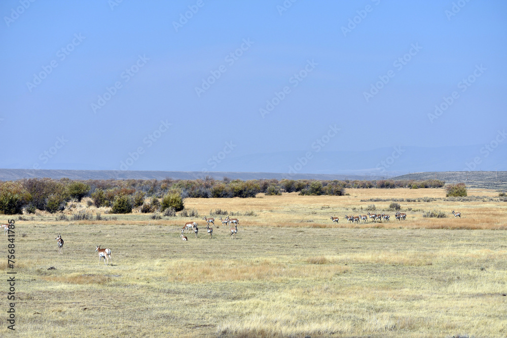 Pronghorn in North Colorado Field