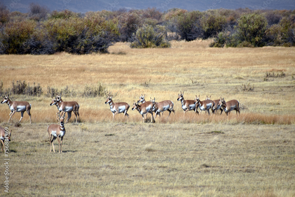 Naklejka premium Pronghorn in North Colorado Field