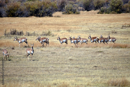 Pronghorn in North Colorado Field