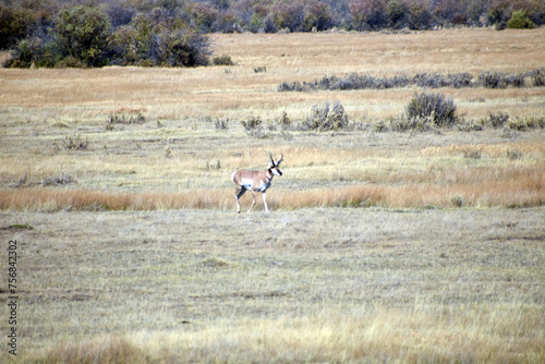 Pronghorn in North Colorado Field