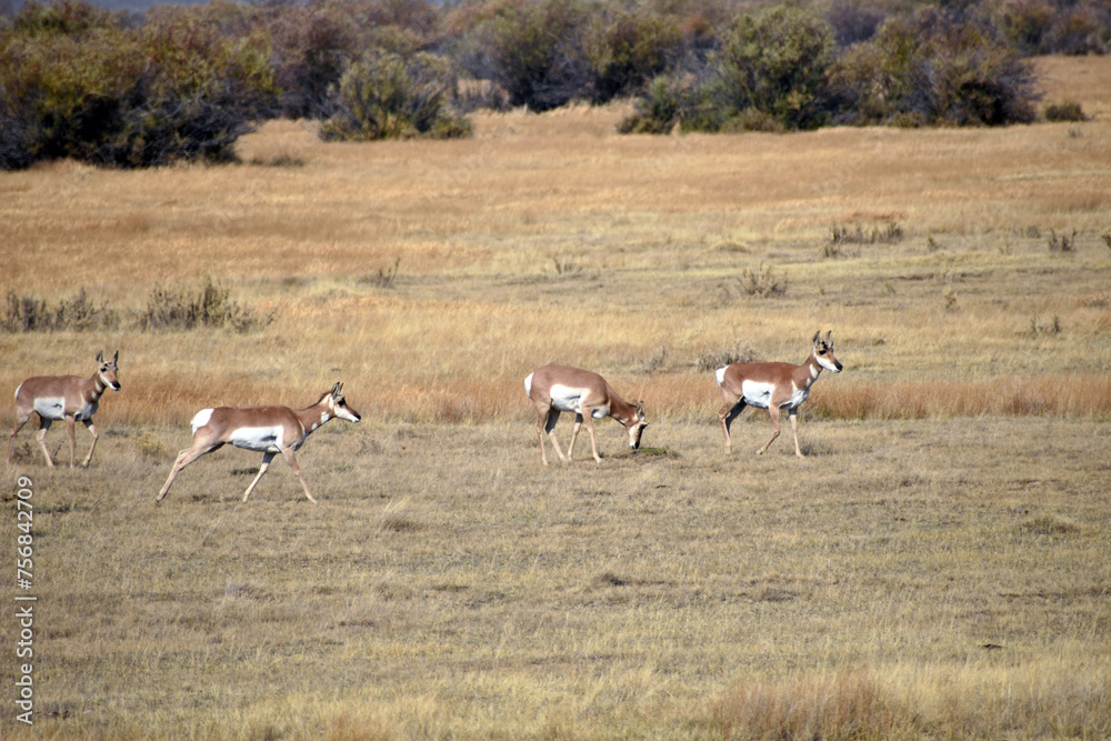 Naklejka premium Pronghorn in North Colorado Field