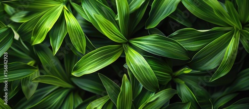 A closeup of a terrestrial plant with green leaves, possibly a shrub or groundcover. The lush foliage adds a touch of nature to the landscape