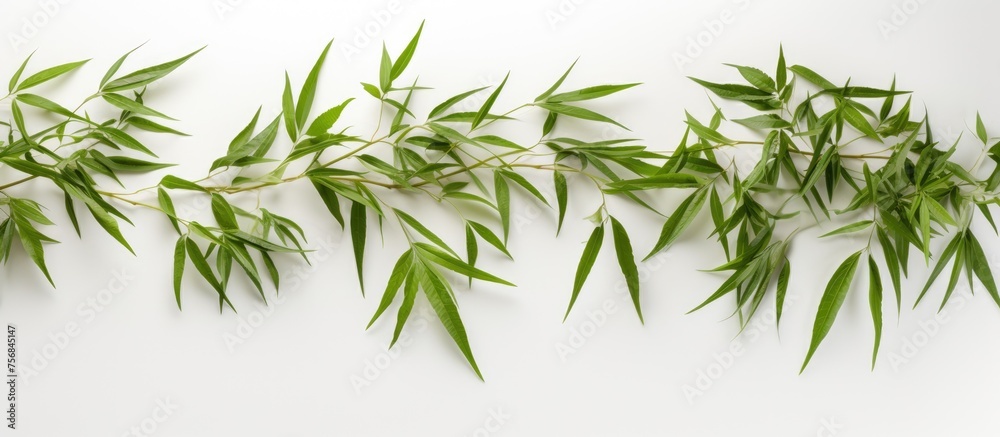 Fototapeta premium A row of green bamboo leaves, a type of terrestrial plant from the family of grasses, is set against a white background, creating a serene and natural scene