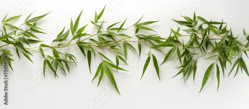 A row of green bamboo leaves, a type of terrestrial plant from the family of grasses, is set against a white background, creating a serene and natural scene photo