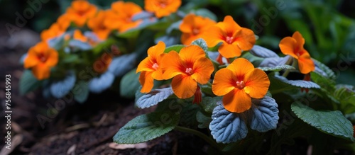 A beautiful arrangement of orange flowers with blue leaves is blooming in the soil  showcasing the vibrant colors of natures terrestrial plants