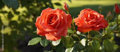 Two beautiful red Hybrid tea roses are blooming on a bush in a garden  adding a pop of color to the flower bed in the Rose family
