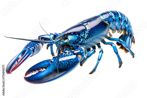 Blue Lobster isolated