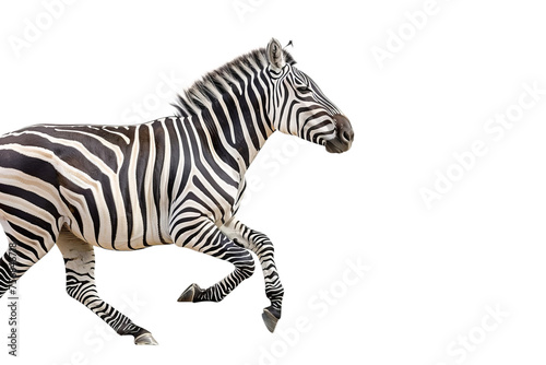 Zebra Running Isolated on White
