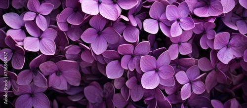 A close up of violet and magenta flowers with herbaceous plant and groundcover characteristics against a dark black background