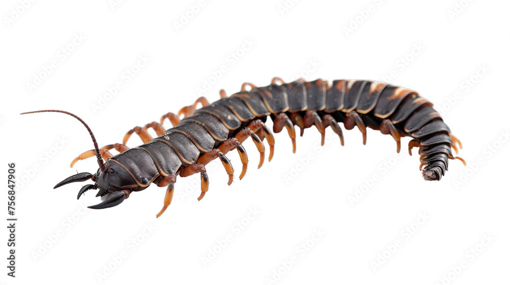Centipede Isolated Centipede Isolated