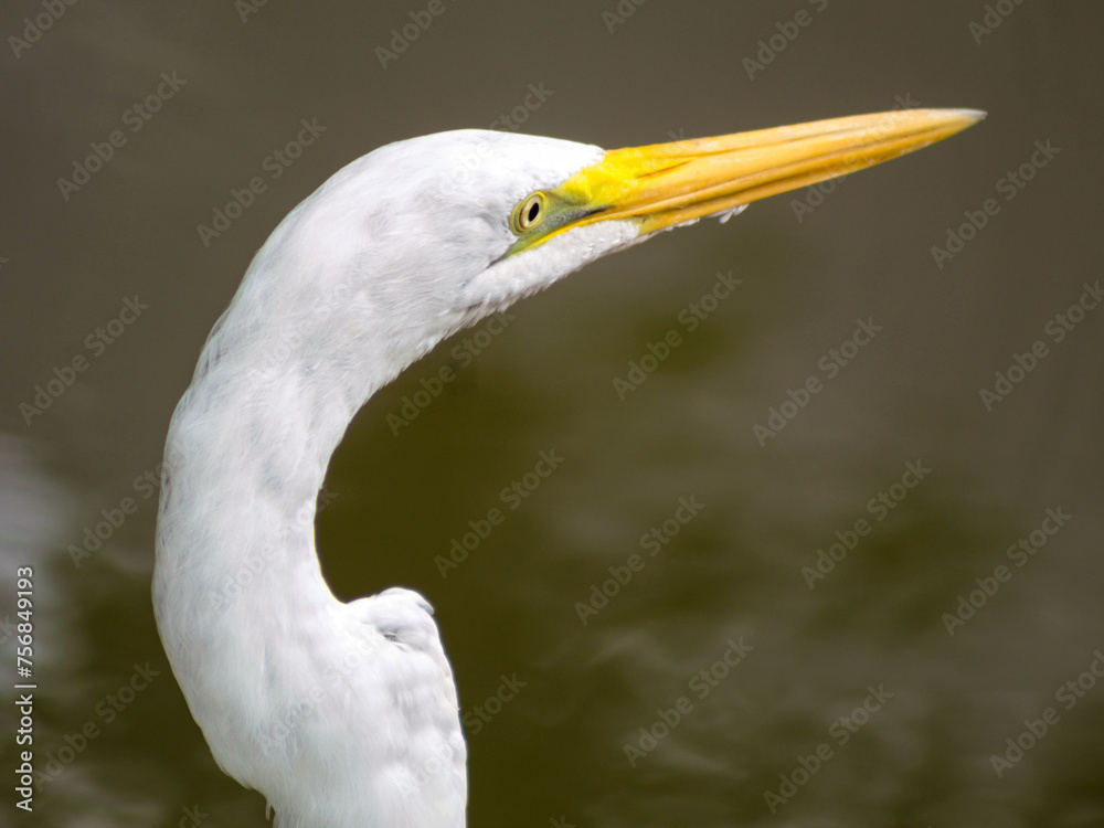 Fototapeta premium The head of a Great White Egret, scientific name: Ardea alba, also called White Egret, can be found throughout Brazil, with blurred background