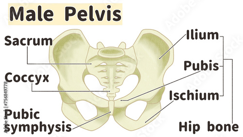 Anatomy of male pelvis Front view Labeled diagram PNG