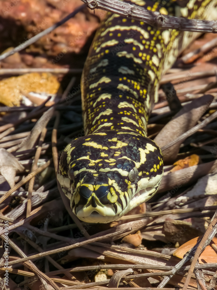 Diamondback Carpet Python in NSW Australia Diamondback Carpet Python in NSW Australia