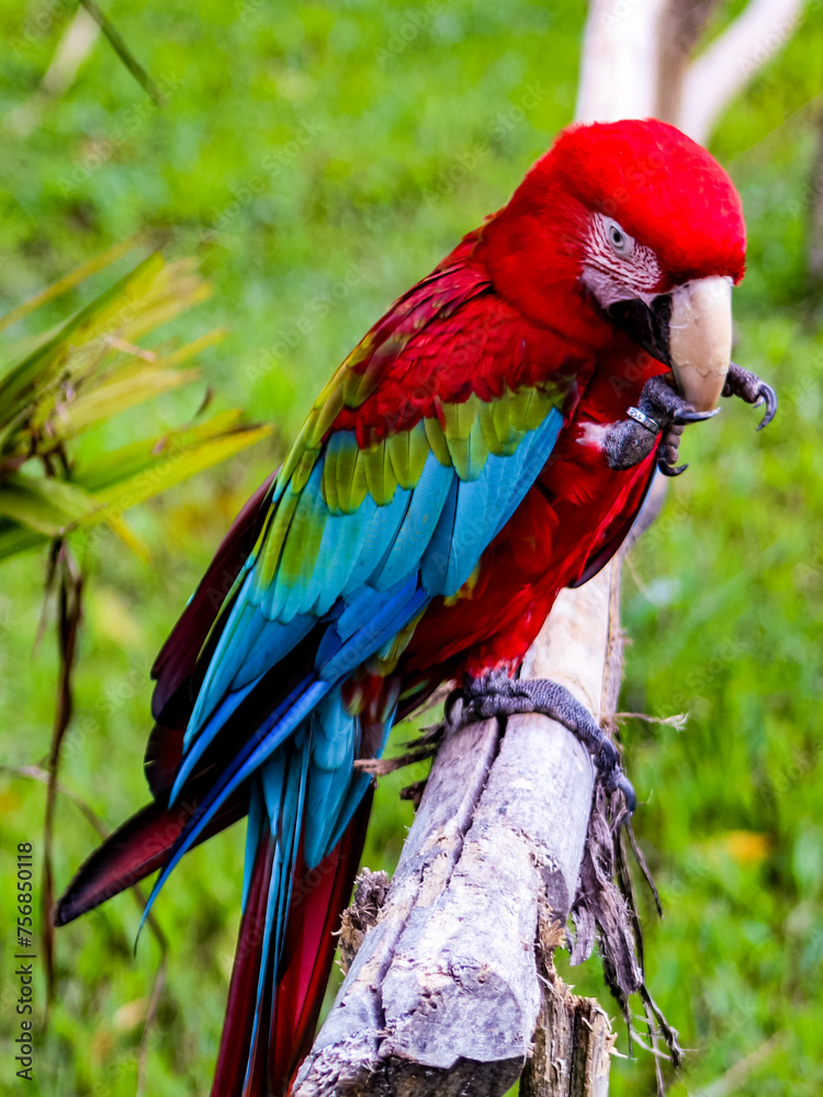 Fototapeta premium A scarlet macaw, with blurred background