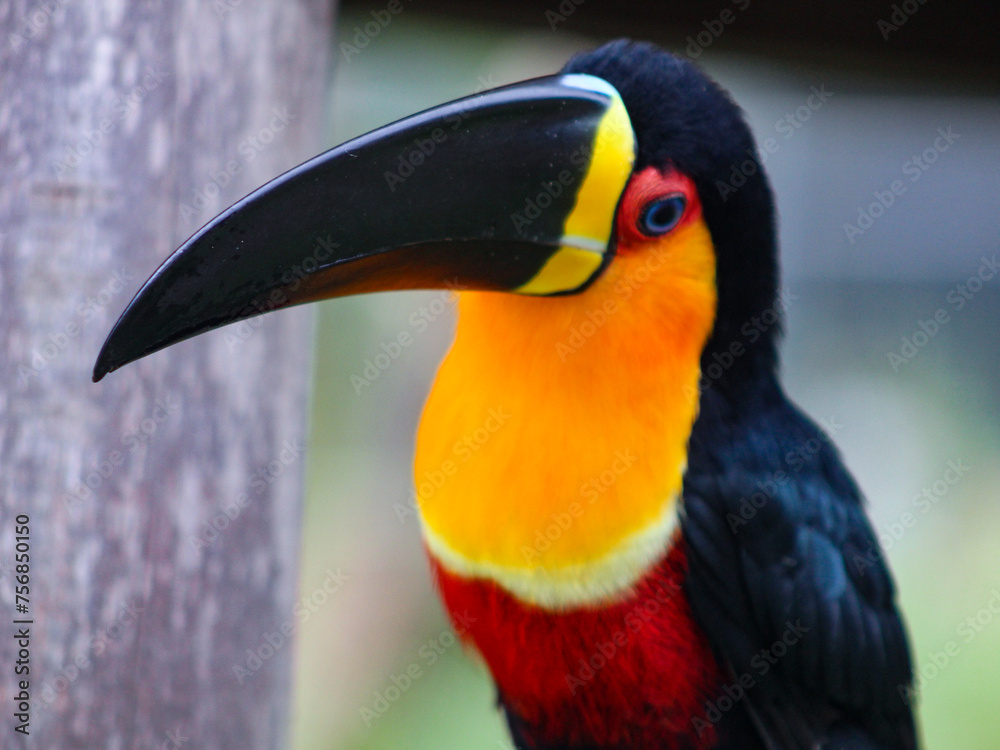 Obraz premium The toucan, a bird that belongs to the Ramphastidae family, lives in the tropical forests of Central and South America.