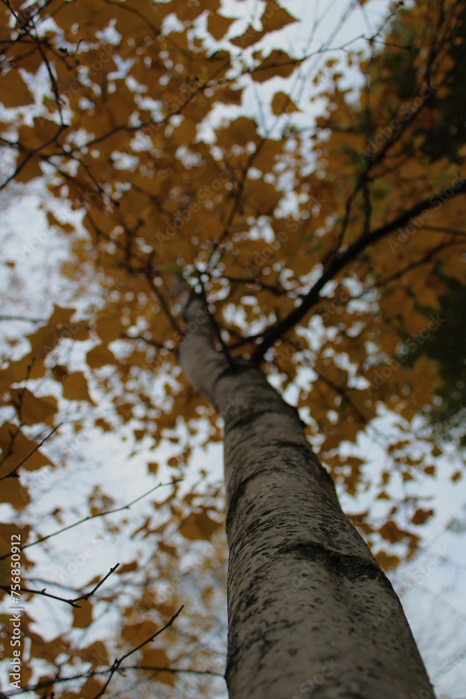 Obraz premium Tree in the autumn, orange leaves, moody photography