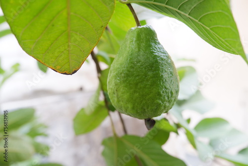 Wallpaper Mural Guava fruit on the tree in the garden with green leaves background Torontodigital.ca