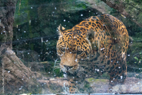 close-up of a jaguar, the most powerful feline in America