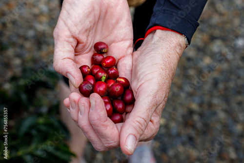 Ripe coffee beans in a woman's hand