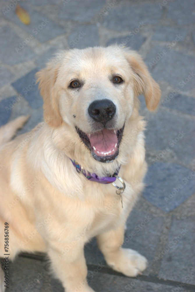 Puedes tener muchos amigos pero ninguno como un peludo que nunca te abandonara. Puedes tener muchos amigos pero ninguno como un peludo que nunca te abandonara.