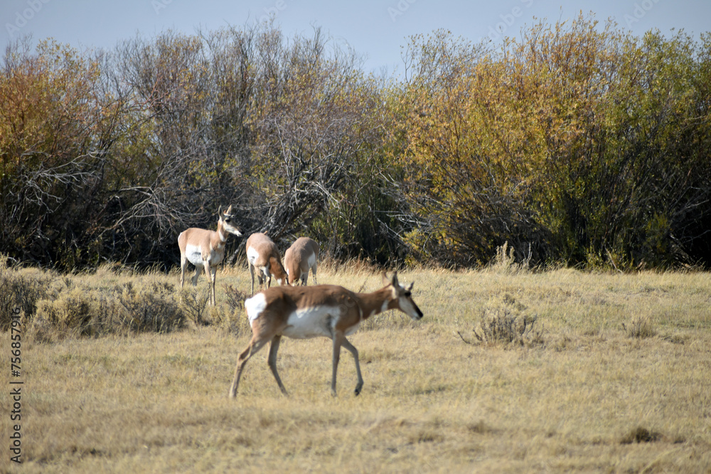 Fototapeta premium Pronghorn in North Colorado Field
