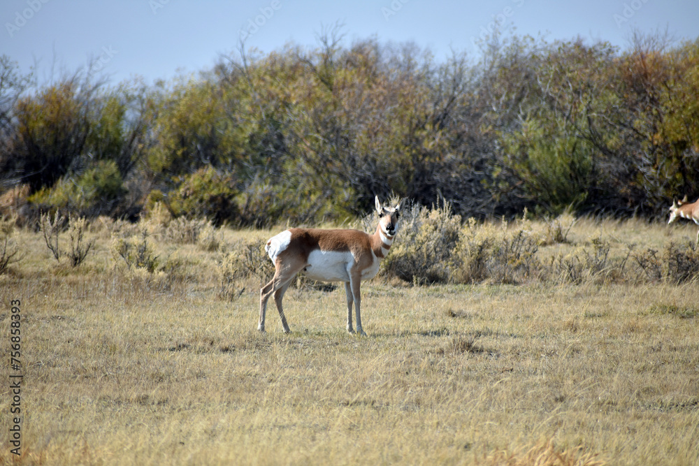 Naklejka premium Pronghorn in North Colorado Field