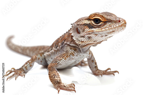 a lizard from Asia  backgrount transparant