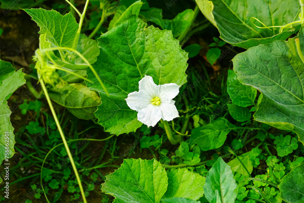 Calabash flower or Bottle gourd flower, Calabash garden, Vegetables garden Calabash flower or Bottle gourd flower, Calabash garden, Vegetables garden