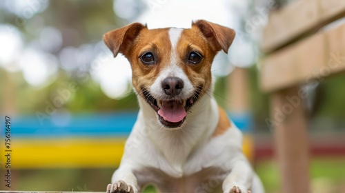 Happy Jack Russell Terrier Dog Playing at the Park with Vibrant Background and Shallow Depth of Field photo