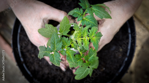 Close-up color photo looking down at two hands forming a heart shape while planting a tomato plant seedling  in a pot full of potting soil. Photo has a blurred de-focused background and copy space.