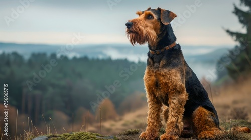 Majestic Airedale Terrier Dog Sitting on a Rock Overlooking Misty Forest Landscape at Dawn