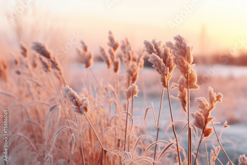 Fluffy nature in trendy color. Background with selective focus and copy space
