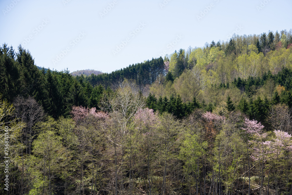 満開の桜と新緑のシラカバがきれいな森
