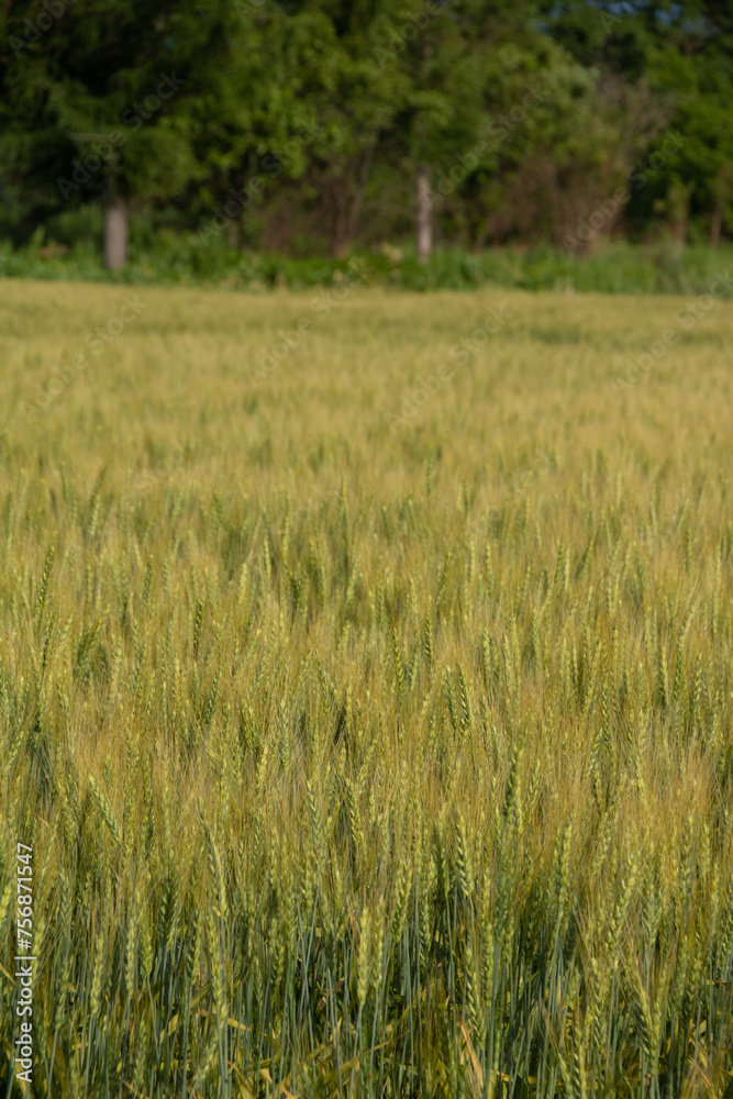 Obraz premium 夏の麦畑