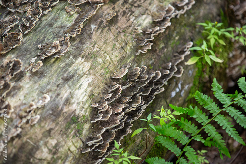 Turkey tail mushrooms captured along a hiking trail in an Ontario Provincial Park. photo
