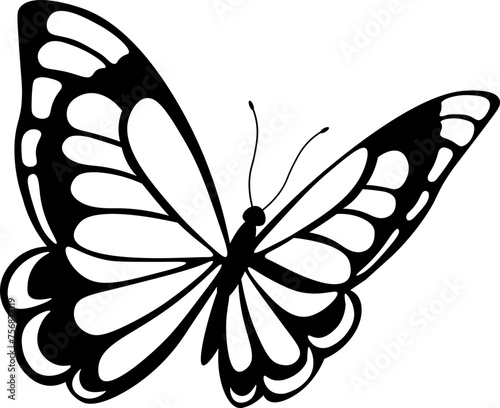 butterfly